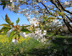 Kirschblüte auf dem Kirschlehrpfad in Hagen a.T.W. Foto: C. Schumann, 2019