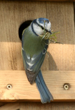 Blaumeise am Nistkasten (Foto: B. Röttering)