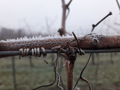 Neujahrs-Frost 2021 Weinfamilie Schober Feuersbrunn