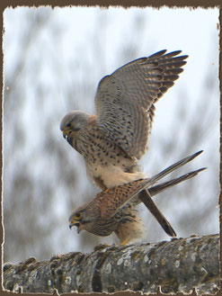 Paarung der Turmfalken