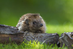 Igel; Foto: Nabu/Andreas Bobanac