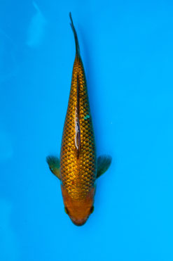 Koi Ginrin Cagoi Tosai