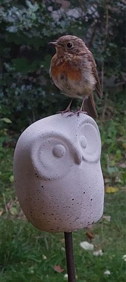 Rotkehlchen im vogelfreundlichen Garten (Christa Frankenberger)
