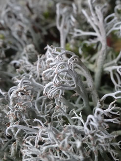Cladonia rangiferina, Vosges (photo Ugo)