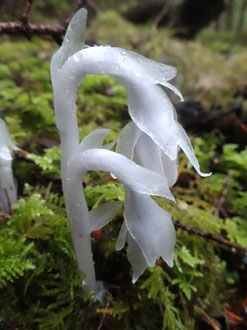 Monotropa uniflora, Etats-unis (photo Ugo)