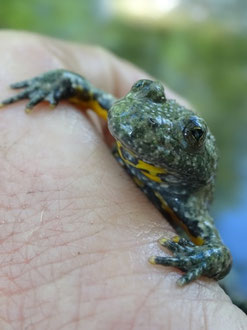Bombina variegata, Forêt rhénane (photo ugo)