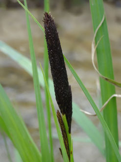 Carex acuta, Haute Saône (photo Ugo)