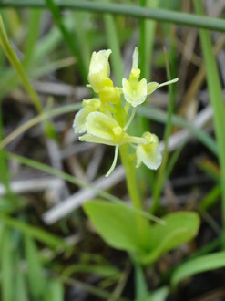 Liparis loeselii, Sud de la Meuse (photo Ugo)