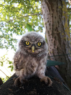 Foto: Peter Hess, Ein Jungvogel sitzt auf der Brutröhre