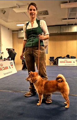 Tsukikagesou Pandora, Erfolgreich Shiba, CACIB Wels Hundeausstellung, Richter Peter Harsany, Richter Otto Schimpf, Richter Zdenka Jilkova, Pamela Vorderleitner
