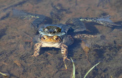 Seefrosch auf Erdkröte   © A-M.Kölbach