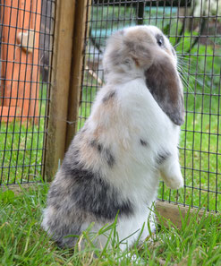 Kaninchen partnersuche