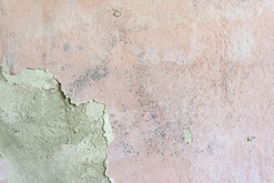 Schimmelbefall im Wohnraum