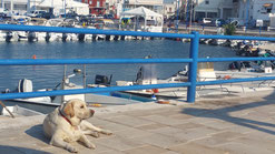 Hundeurlaub mit Hund in Apulien ist möglich, wie hier am Hafen von Villanova, Ostuni