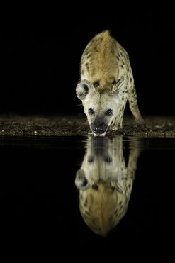 Hyena drinking at night reflection
