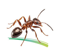traitement des fourmis charpentières