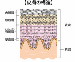 皮膚の構造