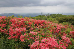 室根山とツツジ
