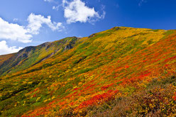 「神の絨毯」と呼ばれる栗駒山の紅葉