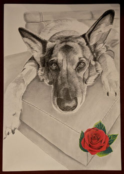 Schäferhund ruht auf dem Sofa mit kleiner Rose in Farbe als Eyecatcher - Zeichnung auf naturweißem Malpapier