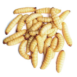 Naturköder