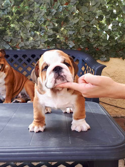 I Nostri Bulldog Benvenuti Su Smokingbulldog Sardegna