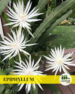 EPIPHYLLUM EN TENERIFE