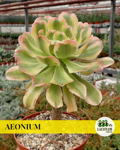 AEONIUM EN TENERIFE