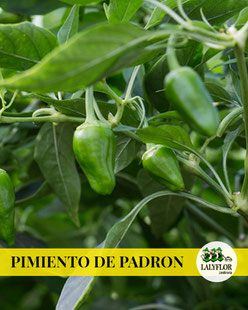 PIMIENTOS DE PADRON - SEMILLEROS Y HORTALIZAS EN TENERIFE 