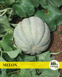 MELON - SEMILLEROS Y HORTALIZAS EN TENERIFE 