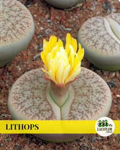 LITHOPS EN TENERIFE