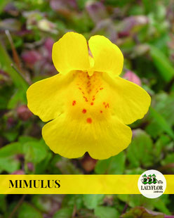 MIMULUS EN TENERIFE