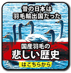 国産羽毛の悲しい歴史へのリンク画像