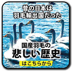 国産羽毛の悲しい歴史へのリンク