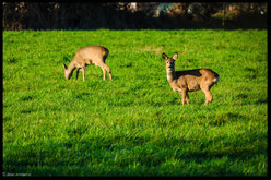 Rehe auf der Wiese hinter unserem Haus (11/2014)