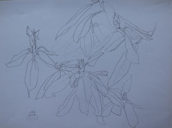 Pencil drawing (1987)