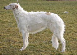 Weiße Barsois...Barsois aus Deutschland mit FCI Papieren...Barsois und Scottish Deerhounds aus liebevoller Aufzucht!