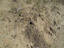 Erkennbar sind die Wildbienennester an den Fluglöchern und dem Sandaushub ringsherum.