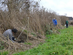 Eichen, Ulmen und Schwarzpappeln werden ins Schilf gepflanzt