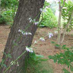 懐かしいツリガネニンジンの花も