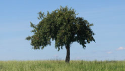 Apfelbaum auf einer Wiese