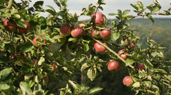 Äpfel der Sorte "Rheinischer Winterrambur"