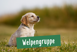 Ein kleiner Hund aus der Welpengruppe sitzt in Hamburg Ottensen auf einer Wiese
