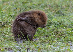 Junger Biber im NSG Schanderied - Foto: NABU/A. Hahn