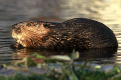 Biber im Wollmatinger Ried - Foto: NABU/M. Schneider-Jacoby