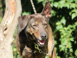 BOGOSS - berger hollandais 10 ans (9 ans de refuge) Refuge Animalier de Brax (45) Image