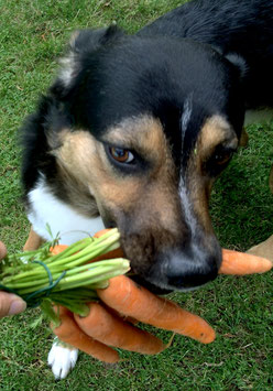 Natürliche Zahnpflege für Hunde - Traveldog - fair4world