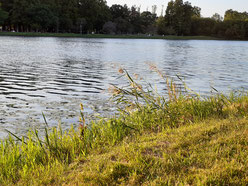 水元公園の池