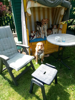 Menschen mit hund kennenlernen