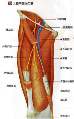 大腿内側面の筋